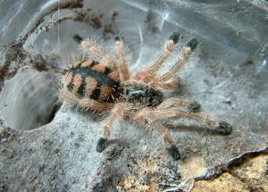 Avicularia minatrix